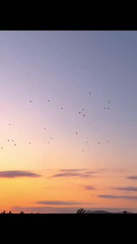 A warm sunset paints the sky in orange and pink hues above a quiet rural landscape. Birds fly across the horizon while palm trees stand silhouetted against distant hills.