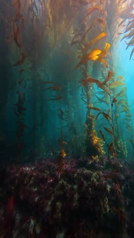 Dense forest on the sea