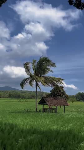 Green expanse of rice fields