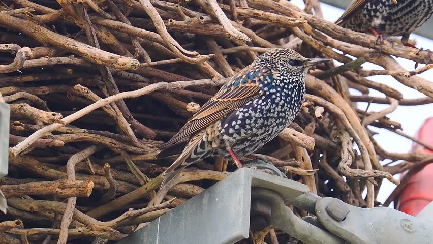 European Starling Bird with Spotted Plumage Perching on Twig Nest Structure