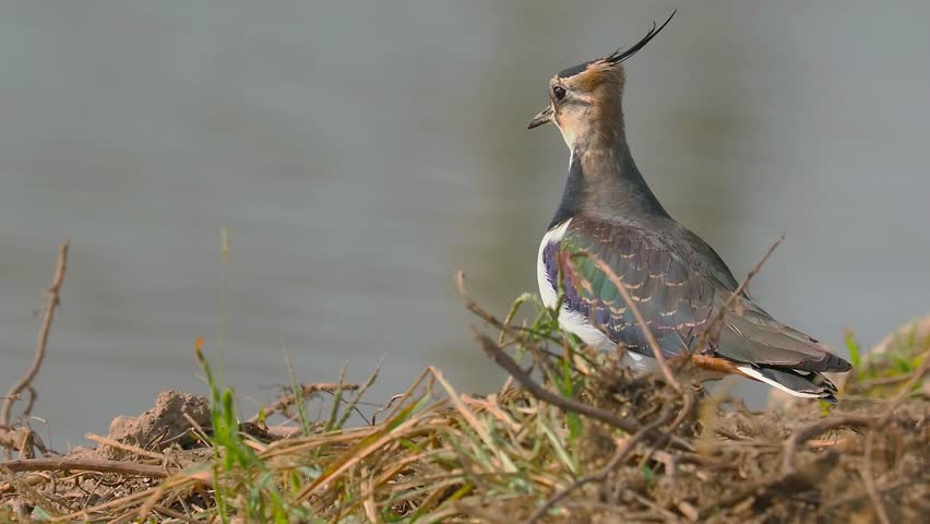 Northern Lapwing Bird with Long Crest Standing by the Water Edge