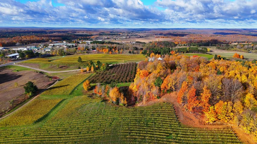 Autumn tree foliage and vineyard rows in Traverse City, Michigan, USA in aerial view