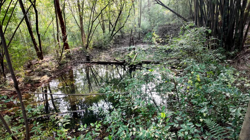 Calm pond with tree reflections and logs at Chengdu Panda Base – peaceful green spot in panda habitat