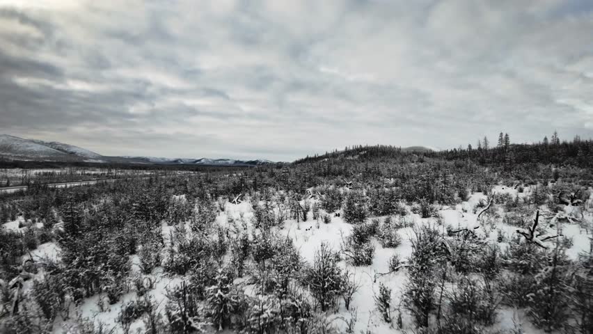 Aerial view of a snow-covered forest with scattered trees and distant mountains under an overcast sky.