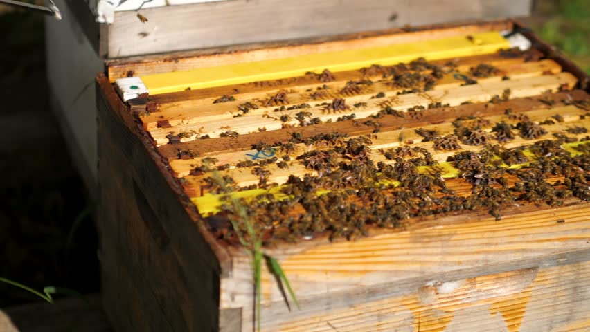Beekeeper blowing smoke on a beehive to calm down the bees