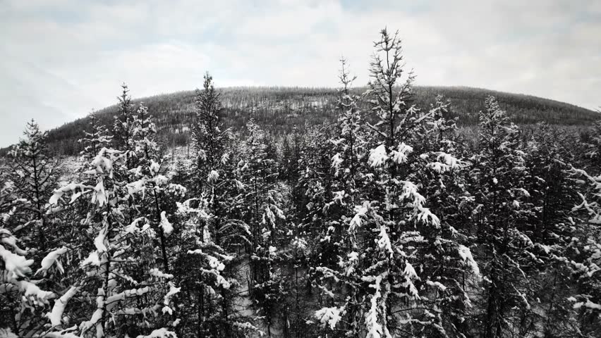 Snow-covered pine forest with a distant hill, captured in a serene winter landscape.