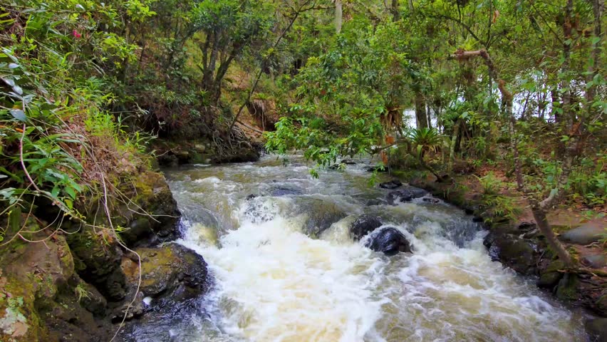 Fast flowing forest stream in Cornwall, England, with white water rushing over rocks through lush green woodland, showing strong freshwater current, turbulence, and natural energy
