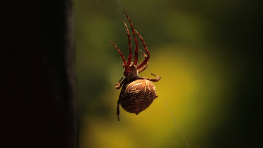 Big Australian Garden Orb Weaver Female Spider Close Up On Web Moving A Lot In The Wind, Sunny Daytime Australia, East Gippsland, Victoria, Maffra
