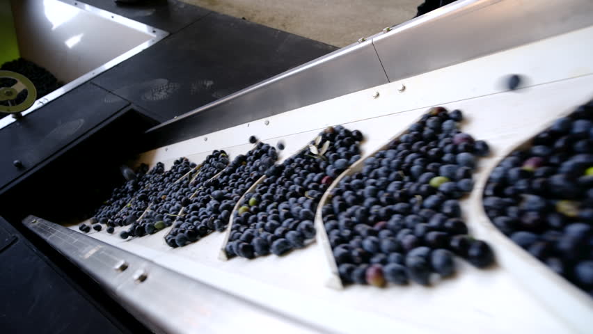 Freshly harvested olives being washed and sorted on an industrial vibrating conveyor belt