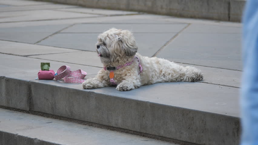 Small fluffy dog on a leash resting on a stone step in New York City.