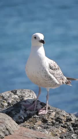 Seagull standing on rocks by the ocean shore