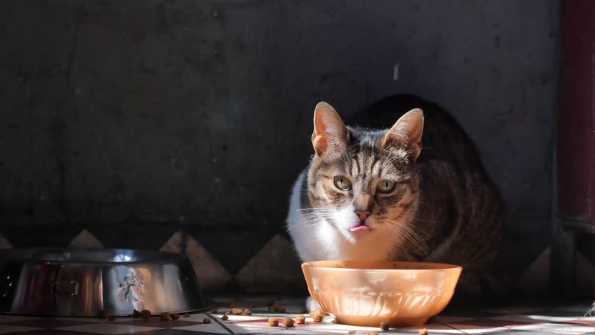 Cat enjoys meal in cozy kitchen during afternoon sun