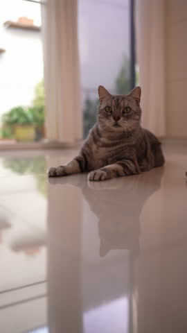 Vertical video: Fat grey cat relaxing in bright white room, sniffing and ignoring a small yellow toy mouse thrown at it. Unbothered chubby tabby feline in clean aesthetic interior.