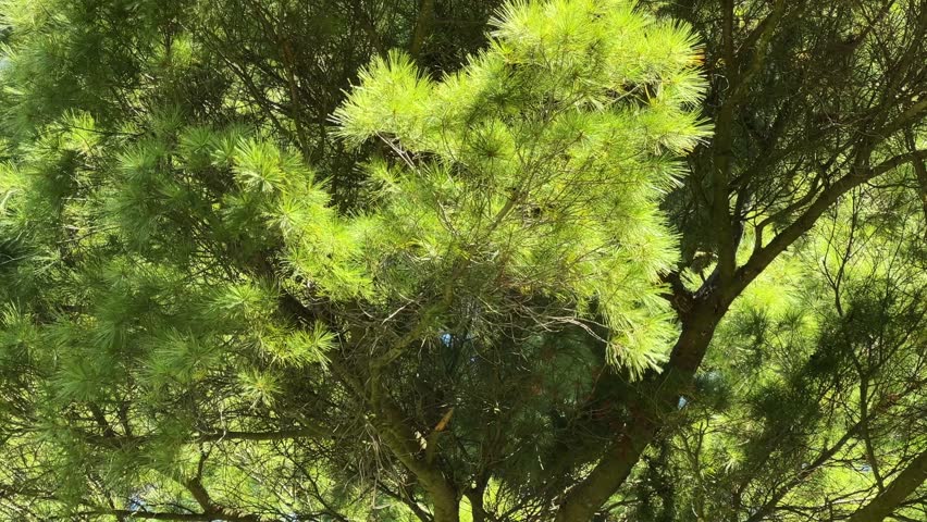 Branches and trunk of the ornamental old eastern white pine, also known as Weymouth pine in sunny day, view close-up while vertical panning
