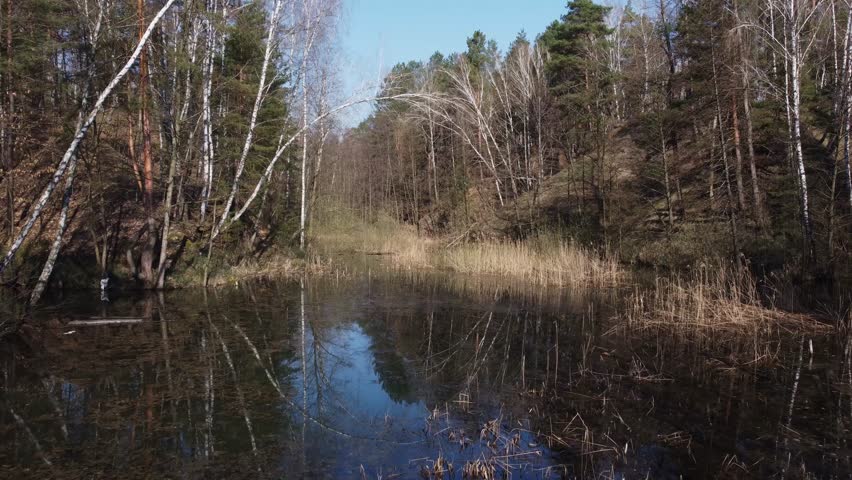 Small narrow lake partly overgrown with withered reeds among the forest of pines and birches on hilly steep shores in springtime, aerial view when moving forward on a low altitude

