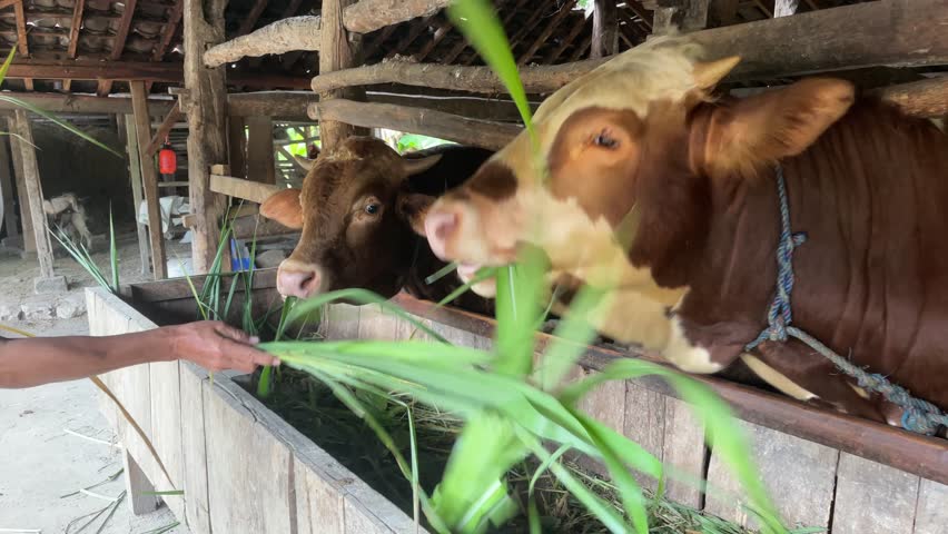 4K close-up footage of cows being fed fresh green grass by a human hand inside a traditional cattle barn. Rural farming activity showing animal husbandry, livestock care, agriculture, and food production.