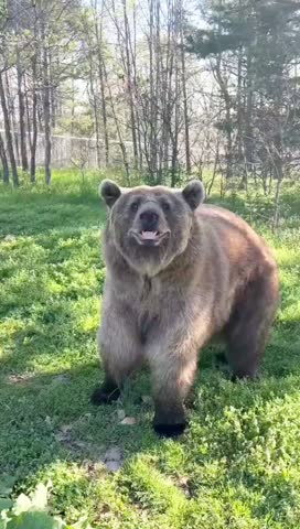 A close-up shot of a majestic grizzly bear gazing directly at the viewer, showcasing its powerful build and striking features, under the warm glow of sunlight.