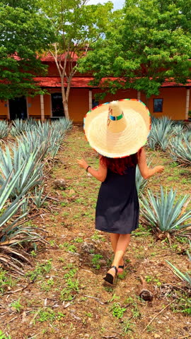 Walking through an agave field in Mexico to learn about tequila production. A person walks through rows of agave plants in Mexico.