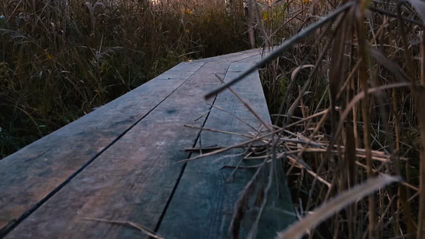 Low angle view of a wooden boardwalk in an autumn marsh, lightly frosted and damp, slowly revealing golden sunrise light, tall grasses, and quiet wetland nature.