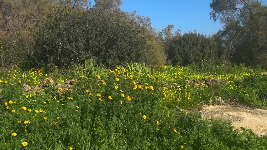 Bright yellow wildflowers grow among lush green grass and bushes, with tall trees and pines in the background under a clear sky on a sunny spring day.
