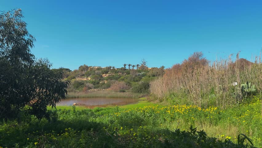 A peaceful landscape featuring a freshwater pond surrounded by lush green grass, yellow wildflowers, reed beds, and a hillside with palm trees under a clear blue sky.
