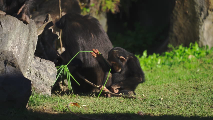 A chimpanzee slowly walks across a rocky grassy field holding a palm branch, with another chimp following in the background.