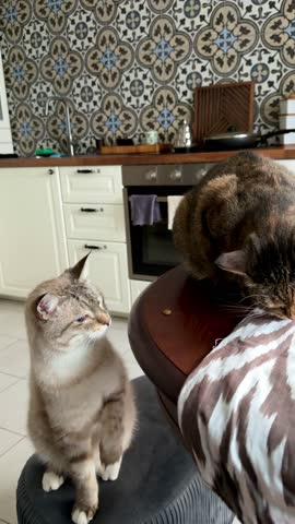 Two domestic tabby cats are eating food face to face from a wooden kitchen counter in a home setting, with a stylish black and white ikat pattern tablecloth, illuminated by natural light.