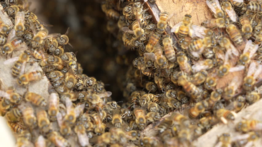 Intimate close-up of countless honey bees clustered around a hive, showcasing their detailed patterns and movement. Natural lighting enhances the detailed textures of their wings.
