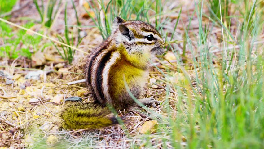 Static close-up video of a chipmunk chewing grass, capturing detailed facial movement, natural feeding  and calm wildlife activity in its outdoor habitat.