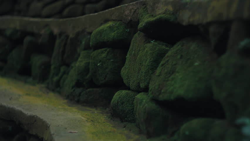 Detailed shot of an ancient stone wall covered in lush green moss and fern at the Sacred Monkey Forest Sanctuary in Ubud, Bali. Tropical architecture and nature heritage details.