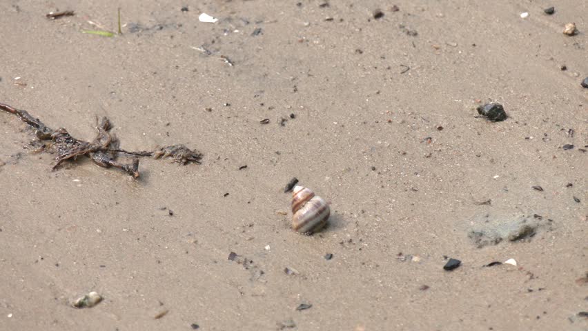Shell dragged by the sea to the shore of the beach. Natural sea shells on the seashore on a beautiful sunny day
