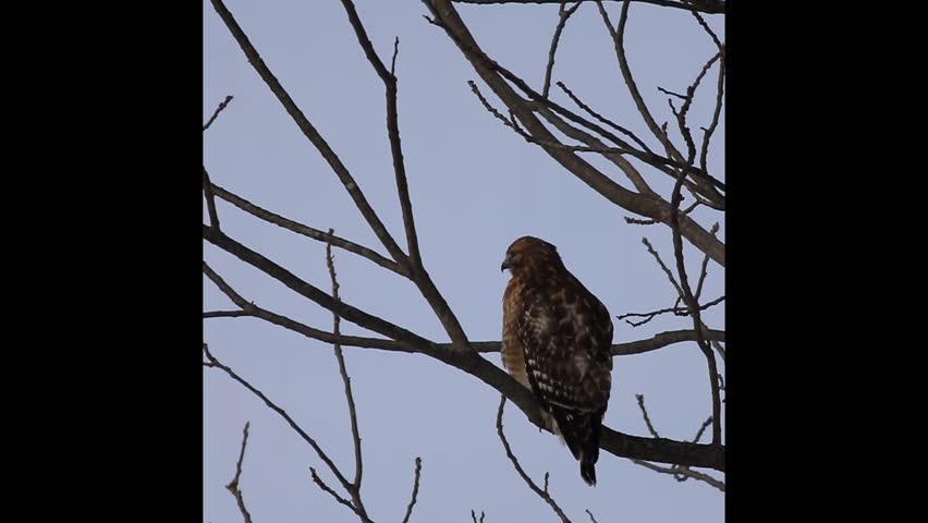 Red-tailed Hawk, Buteo jamaicensis, perched on branch looking for prey in winter vertical