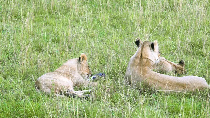 Two adult female lions resting in tall dry savanna grass inside Maasai Mara National Reserve, Kenya.