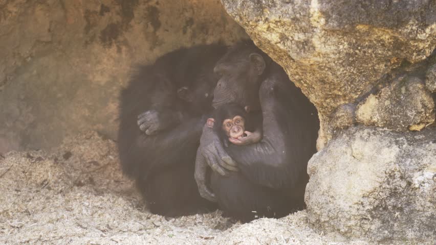 A Chimpanzee Family hiding under a rock