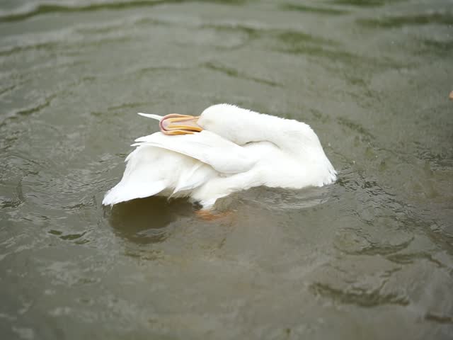A white duck is swimming peacefully in the park.