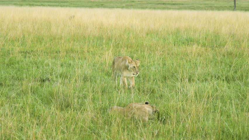 Two adult female lions (lionesses) walk and crouch through the tall golden savanna grass of Maasai Mara, Kenya.