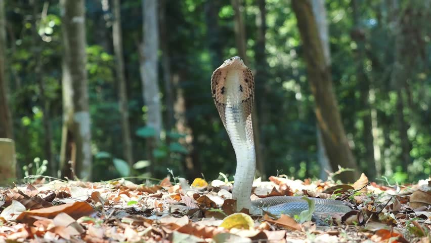 Cobra deadly serpent living on a dry leaf in the forestin nature	
