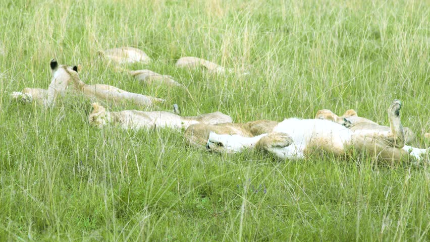 Adult female lionesses of a pride resting and sleeping in tall green savanna grass within the Maasai Mara National Reserve, Kenya.