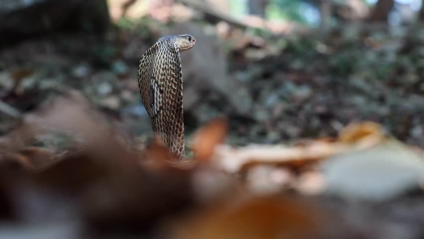 Cobra deadly serpent living on a dry leaf in the forestin nature	

