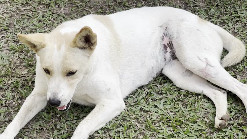 Dog in the garden, white dog, dog sleeping on the lawn.