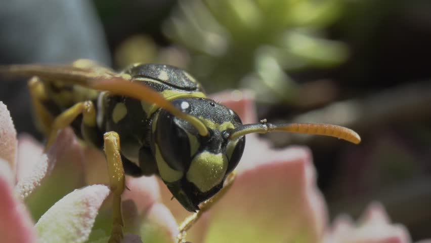 Extreme macro close-up of a wasp head moving antennae on a pink succulent plant. Detailed insect eyes and biology captured with a probe lens in nature.
