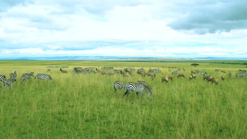 Zebras and wildebeest forming a large grazing herd across the open savanna plains under a cloudy sky in Maasai Mara, Kenya.