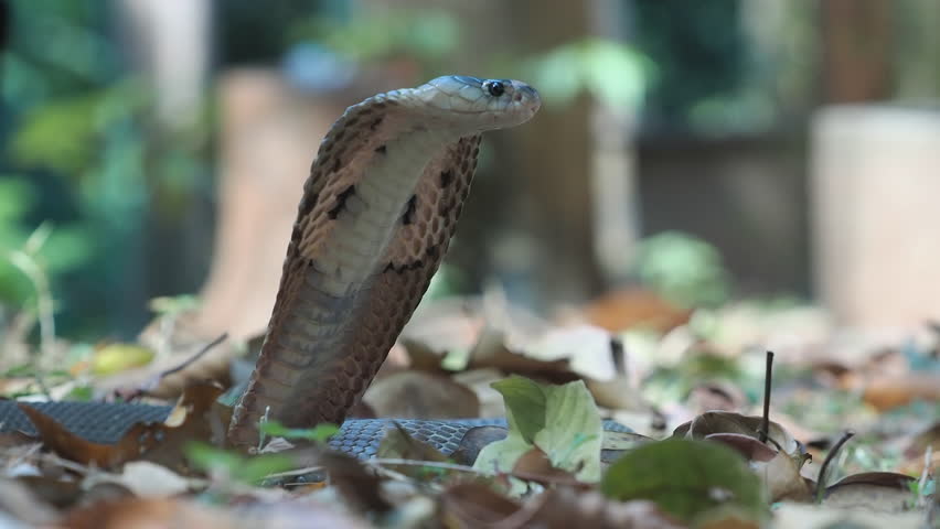 Cobra deadly serpent living on a dry leaf in the forestin nature	
