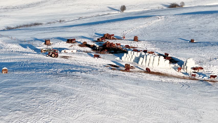 Drone shot capturing a serene winter farm landscape. Snow-blanketed fields contrast with brown cattle grazing. Highlighted hay bales add texture to the remote countryside setting.