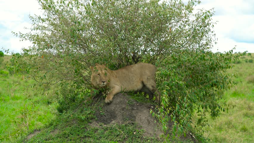 A young male lion rests under a green bush on a termite mound within the grassy savanna landscape of Maasai Mara, Kenya.