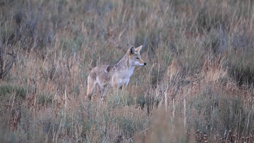 Wild coyote walking through tall dry grass in a meadow in Yellowstone National Park, Wyoming