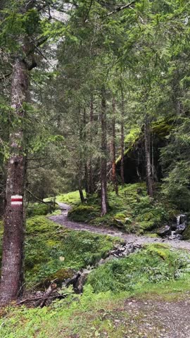 Woman and Dog Walking Along Swiss Forest Trail.

Woman and her dog walk calmly along a forest hiking path surrounded by deep green alpine forest.