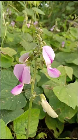 Beautiful wildflower blossoms with pinky petals 