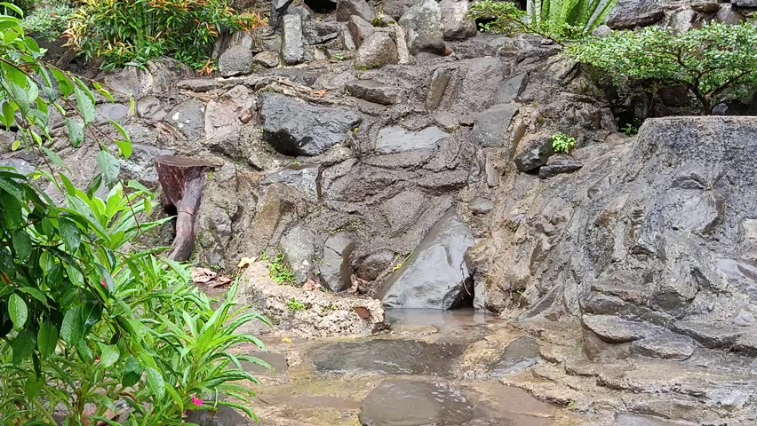 Clear Natural Spring Water Flowing Over Rocks in Lush Tropical Forest Environment