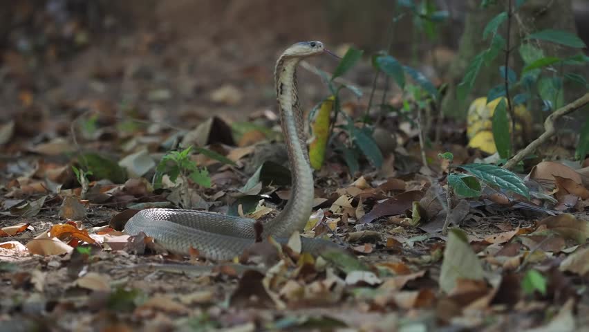 Cobra deadly serpent living on a dry leaf in the forestin nature	